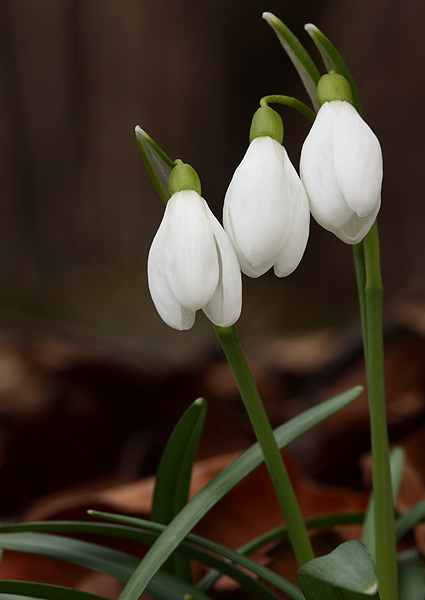 snežienka jarná Galanthus nivalis L.