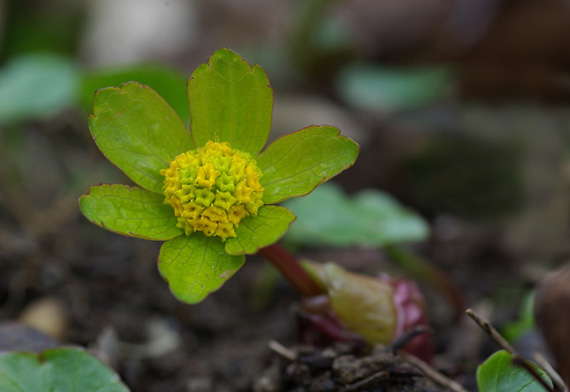 hviezdnatec čemericový - hvězdnatec zubatý Hacquetia epipactis (Scop.) DC.