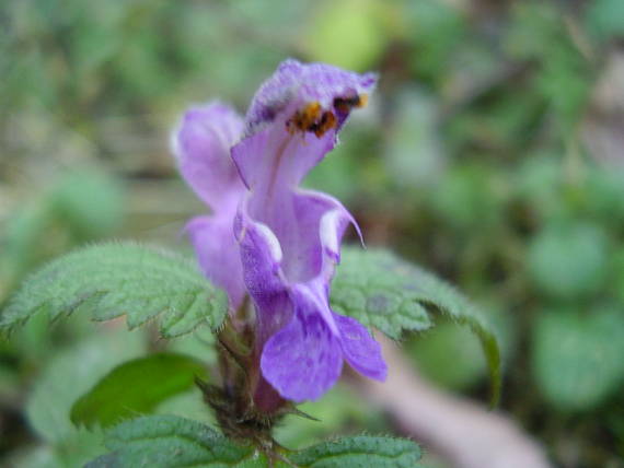 hluchavka purpurová Lamium purpureum L.