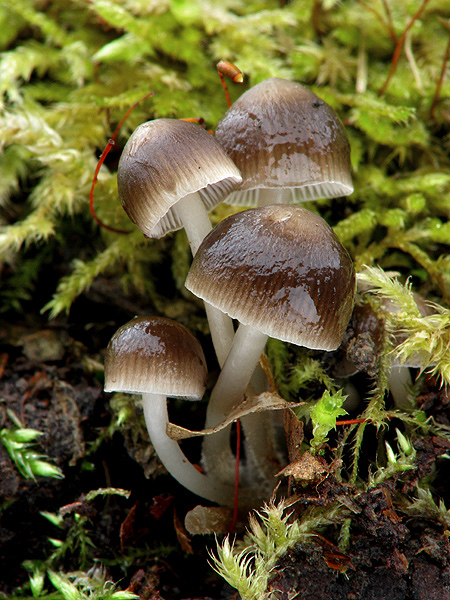 prilbička hnedosivá Mycena tintinnabulum (Paulet) Quél.