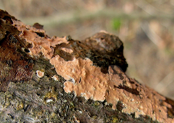 kornatka masová Peniophora incarnata (Pers.) P. Karst.