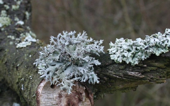 pakonárnik otrubový Pseudevernia furfuracea var. furfuracea (L.) Zopf