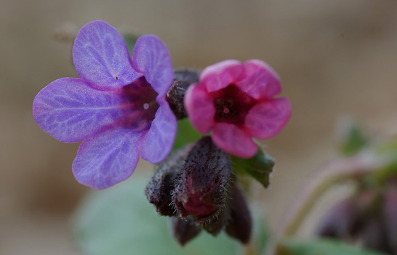 pľúcnik lekársky - plicník lékařský Pulmonaria officinalis L.