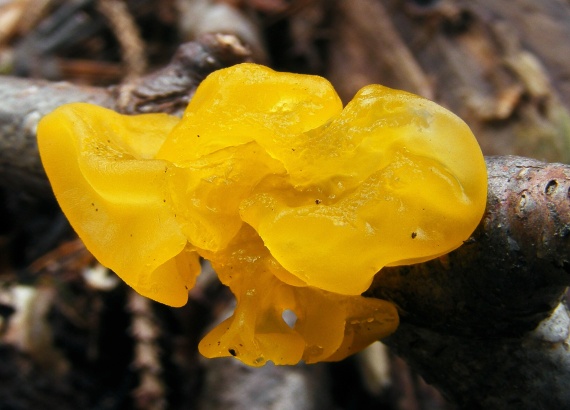 rôsolovka zlatožltá Tremella mesenterica Retz.