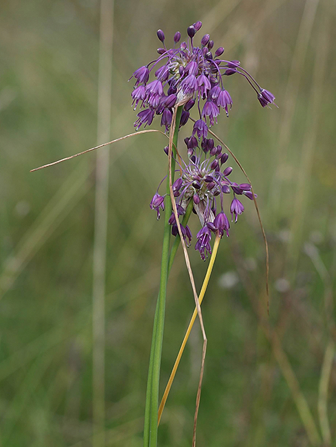 cesnak člnkovitý Allium carinatum L.