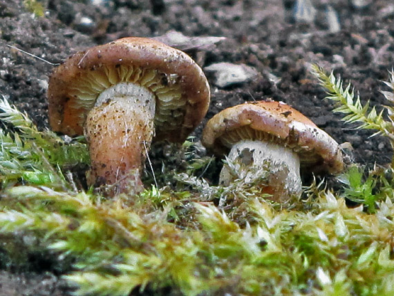 peniazovka Gymnopus sp.