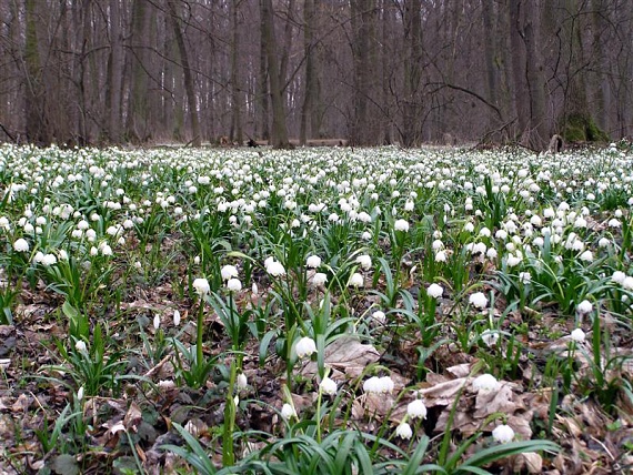 bleduľa jarná - bledule jarní  Leucojum vernum L.