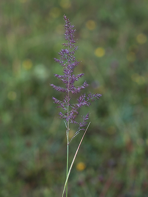 kvet Poaceae