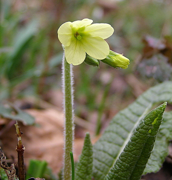 prvosienka vyššia-prvosenka vyšší Primula elatior (L.) L.