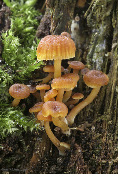 tanečnička zvončekovitá Xeromphalina campanella (Batsch) Maire