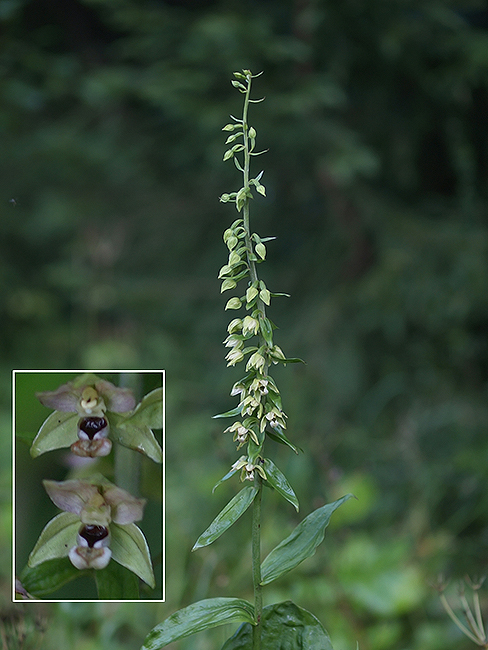 kruštík širokolistý pravý Epipactis helleborine subsp. helleborine (L.) Crantz