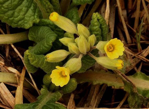 prvosienka jarná Primula veris L.