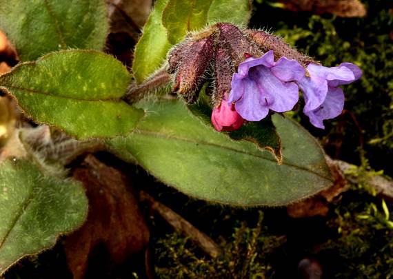 pľúcnik lekársky Pulmonaria officinalis L.