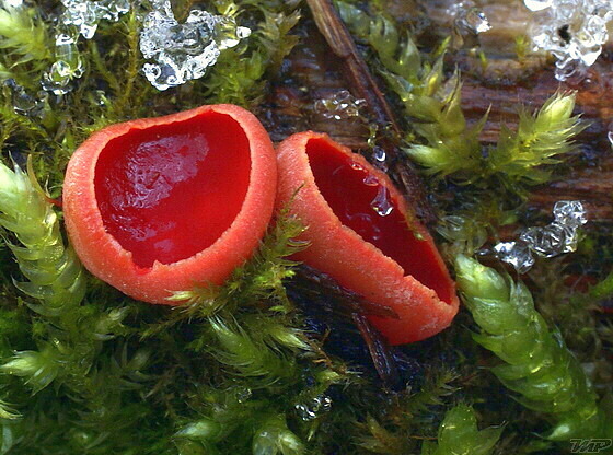 ohnivec šarlátový Sarcoscypha coccinea (Gray) Boud.