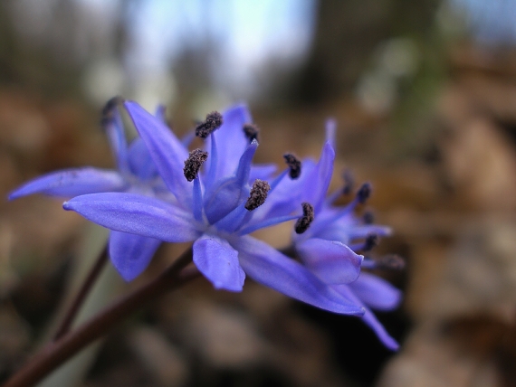 scila dvojlistá Scilla bifolia agg. L.