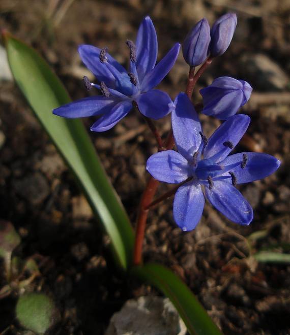 scila dvojlistá Scilla bifolia agg. L.