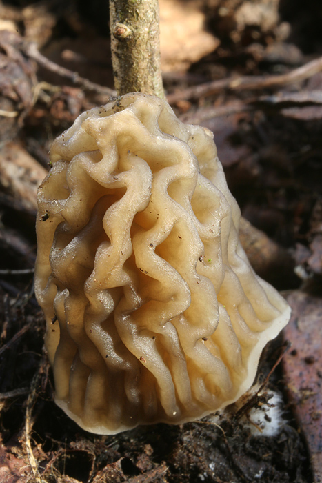 smrčkovec český Verpa bohemica (Krombh.) J. Schröt.