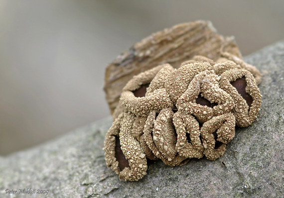 dutinovka otrubnatá Encoelia furfuracea (Roth) P. Karst.