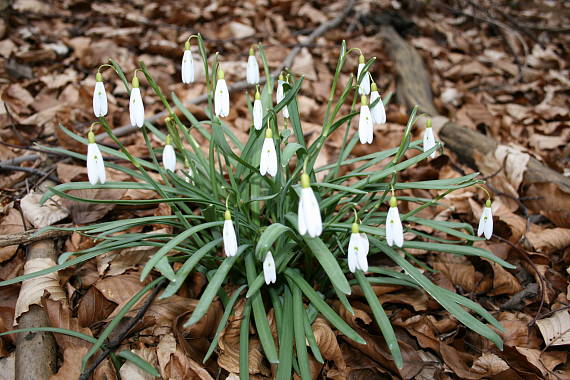 snežienka jarná Galanthus nivalis L.