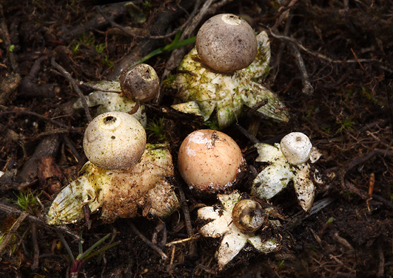 hviezdovka malá Geastrum minimum Schwein.