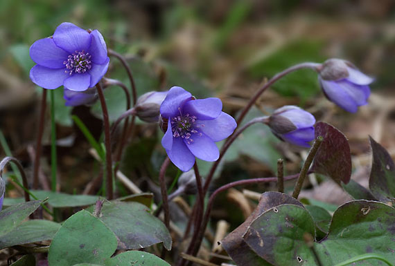 pečeňovník trojlaločný - jatrník podléška Hepatica nobilis Schreb.