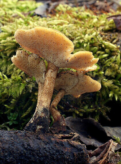 trúdnik zimný Lentinus brumalis (Pers.) Zmitr.