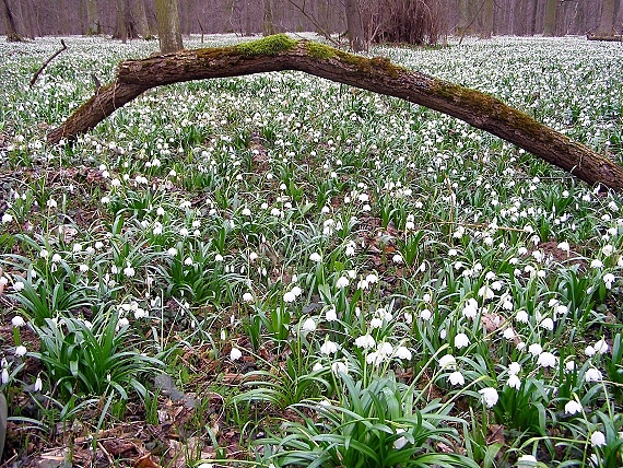 bleduľa jarná - bledule jarní  Leucojum vernum L.