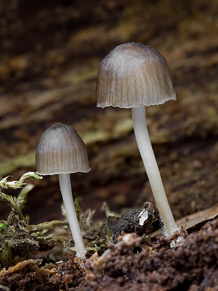 prilbička hnedosivá Mycena tintinnabulum (Paulet) Quél.