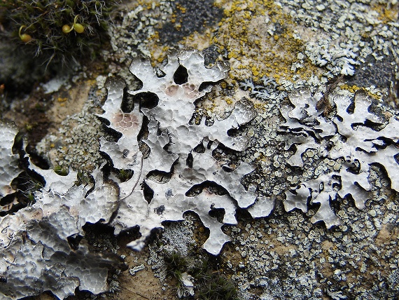 diskovka ryhovaná Parmelia sulcata