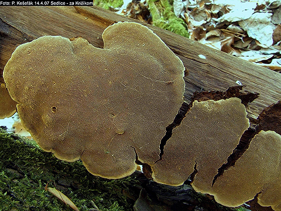 ohňovec Phellinus sp.