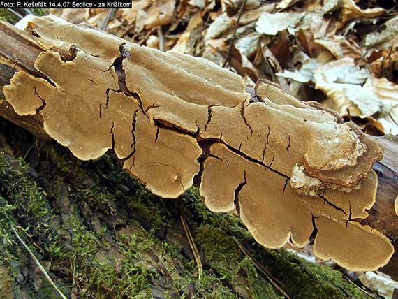 ohňovec Phellinus sp.