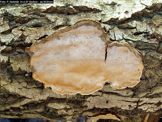 ohňovec Phellinus sp.