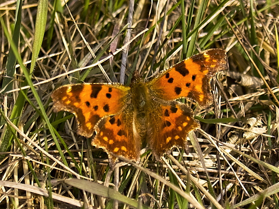 babôčka zubatokrídla  Polygonia c-album