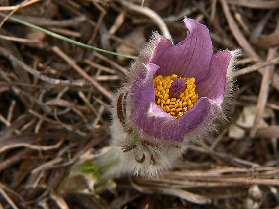 poniklec veľkokvetý Pulsatilla grandis Wender.