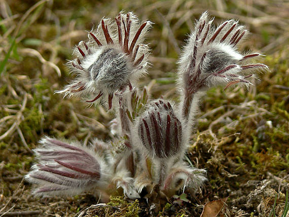 poniklec lúčny český Pulsatilla pratensis subsp. bohemica Skalický