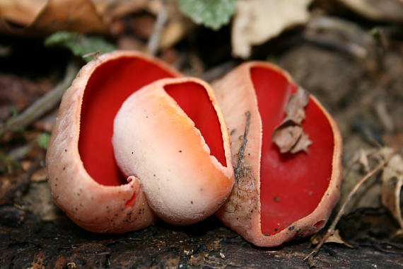 ohnivec šarlátový Sarcoscypha coccinea (Gray) Boud.