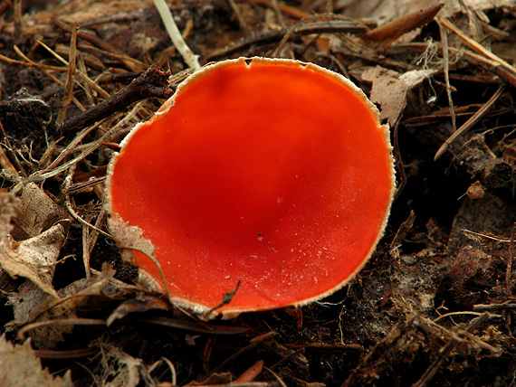 ohnivec šarlátový Sarcoscypha coccinea (Gray) Boud.