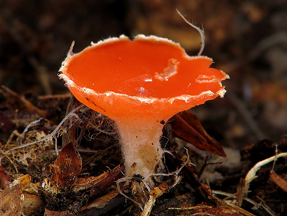 ohnivec šarlátový Sarcoscypha coccinea (Gray) Boud.