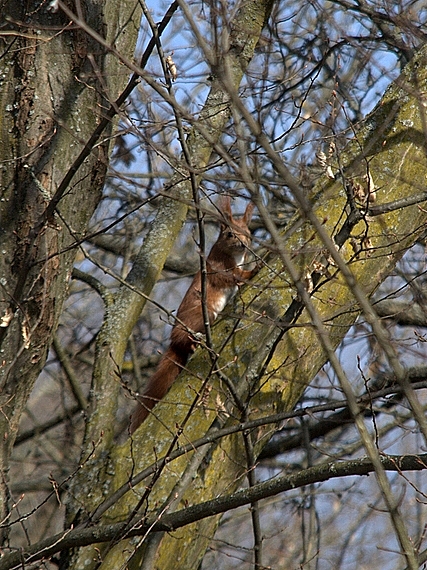 veverica obyčajná Sciurus vulgaris