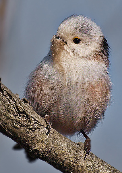 mlynárka dlhochvostá Aegithalos caudatus