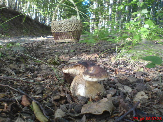 hríb bronzový Boletus aereus Bull. ex Fr.