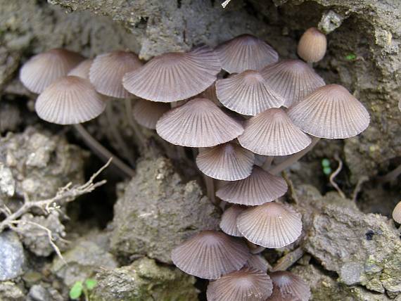 hnojník Coprinellus subimpatiens (M. Lange & A.H. Sm.) Redhead, Vilgalys & Moncalvo