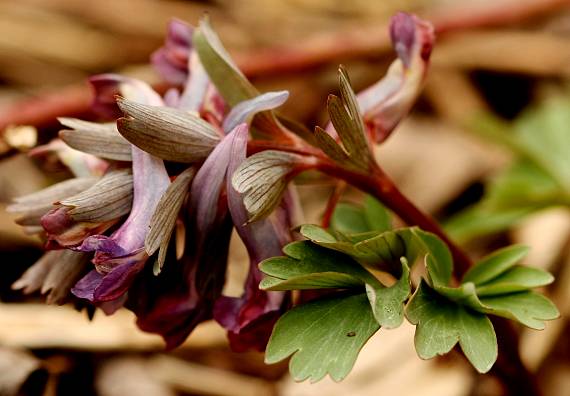 chochlačka plná Corydalis solida (L.) Clairv.