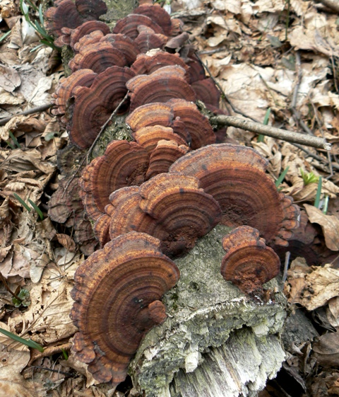 sieťkovček Daedaleopsis sp.