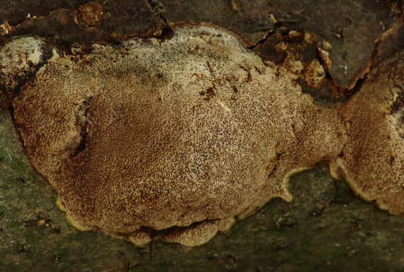 ohňovec bodkovaný Fomitiporia punctata (Fr.) Murrill