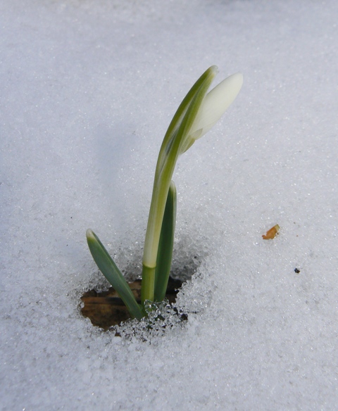 snežienka jarná Galanthus nivalis L.