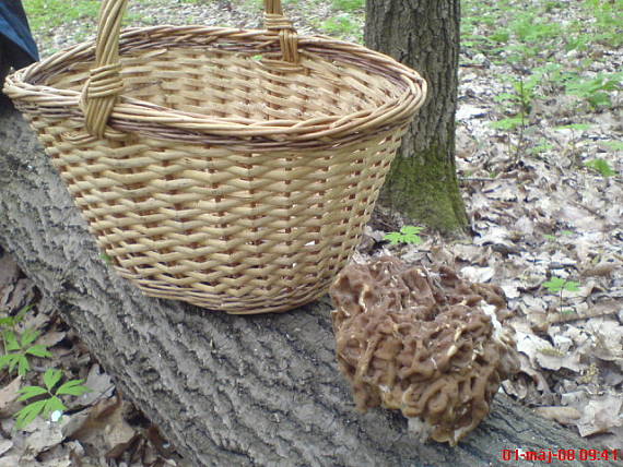 ušiak obrovský Gyromitra gigas (Krombh.) Cooke