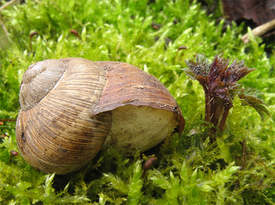 slimák záhradný Helix pomatia