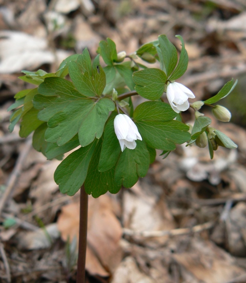 veterník žltuškovitý Isopyrum thalictroides L.