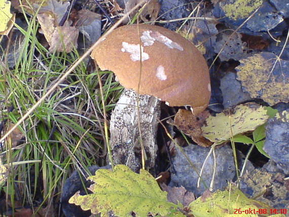 kozák osikový Leccinum albostipitatum den Bakker & Noordel.